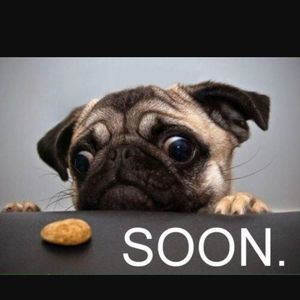 Meet your Posher, Kitty